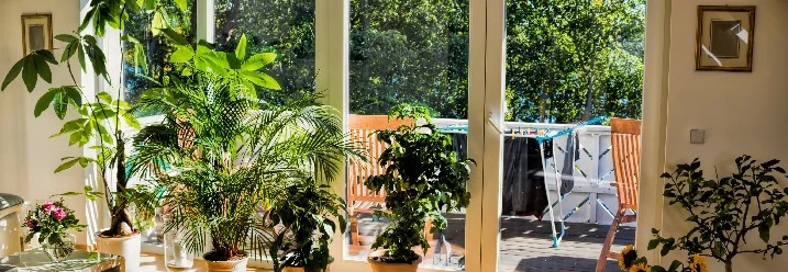 Sonniger Raum mit vielen Pflanzen